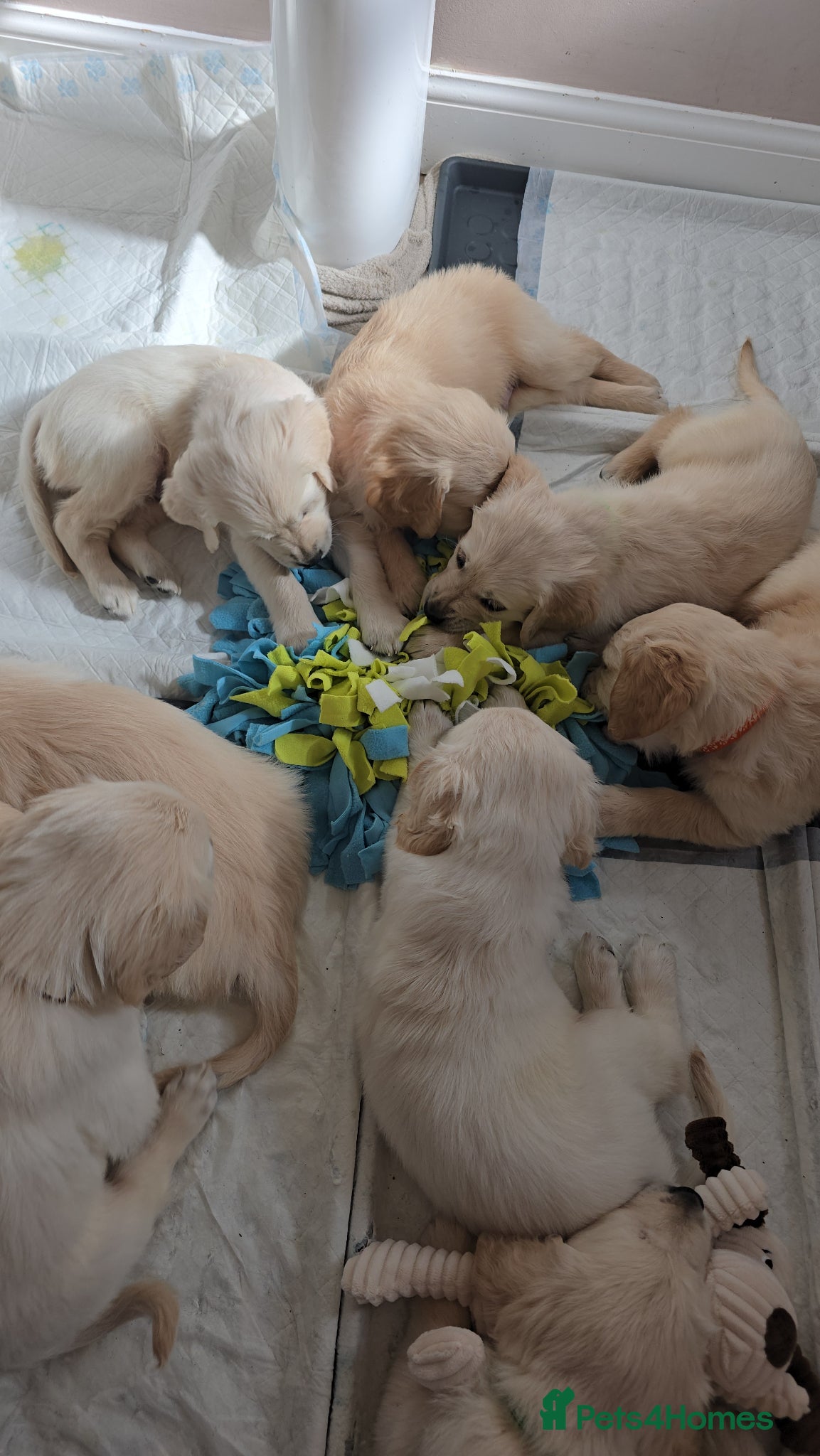 Golden Retriever dogs Stunning KC golden retriever puppies - Advert 18