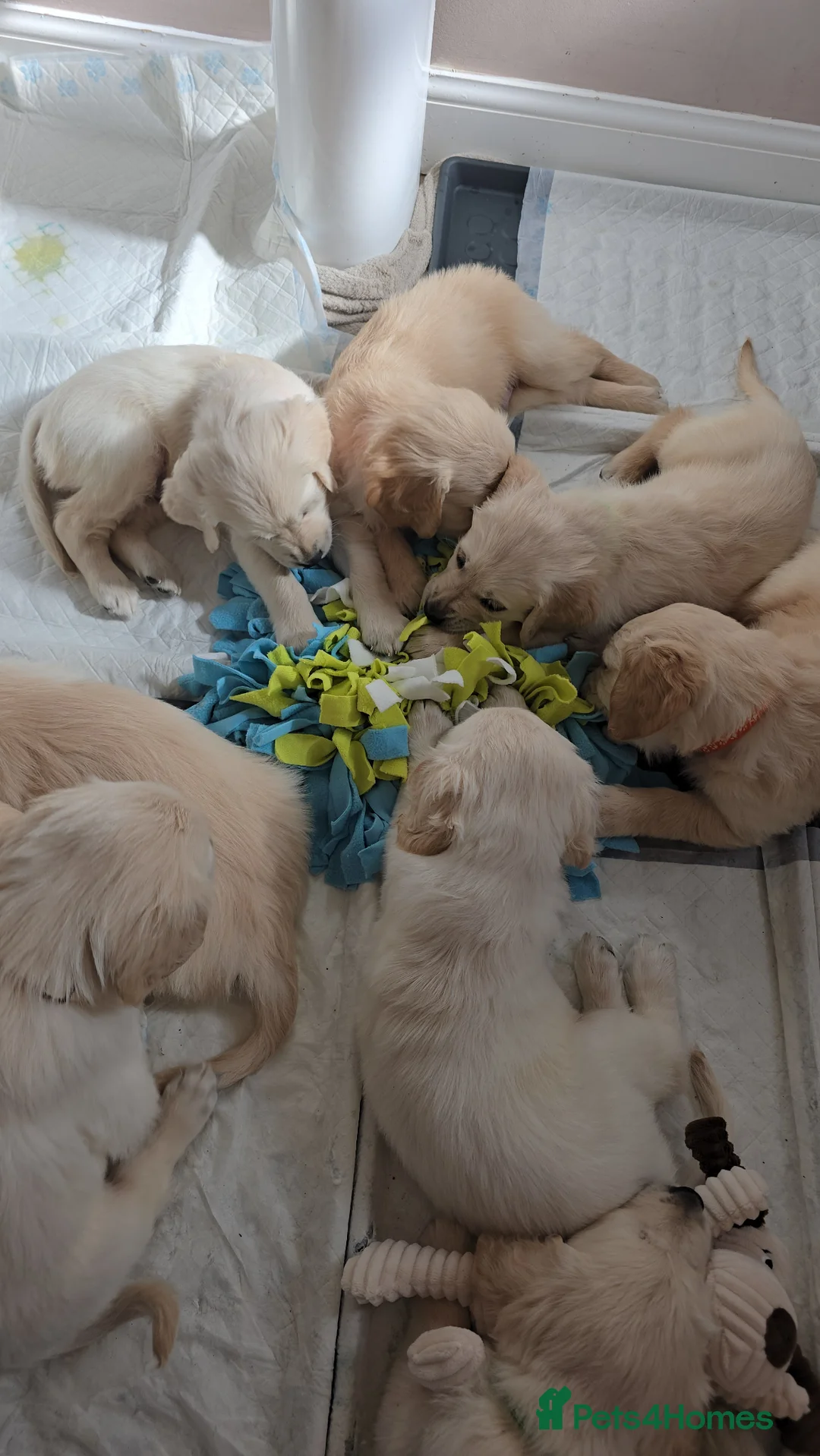 Golden Retriever dogs for sale: Stunning KC golden retriever puppies - Advert 1
