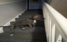 American Bully dogs for sale: Pocket bullies puppies for sale - Image 15