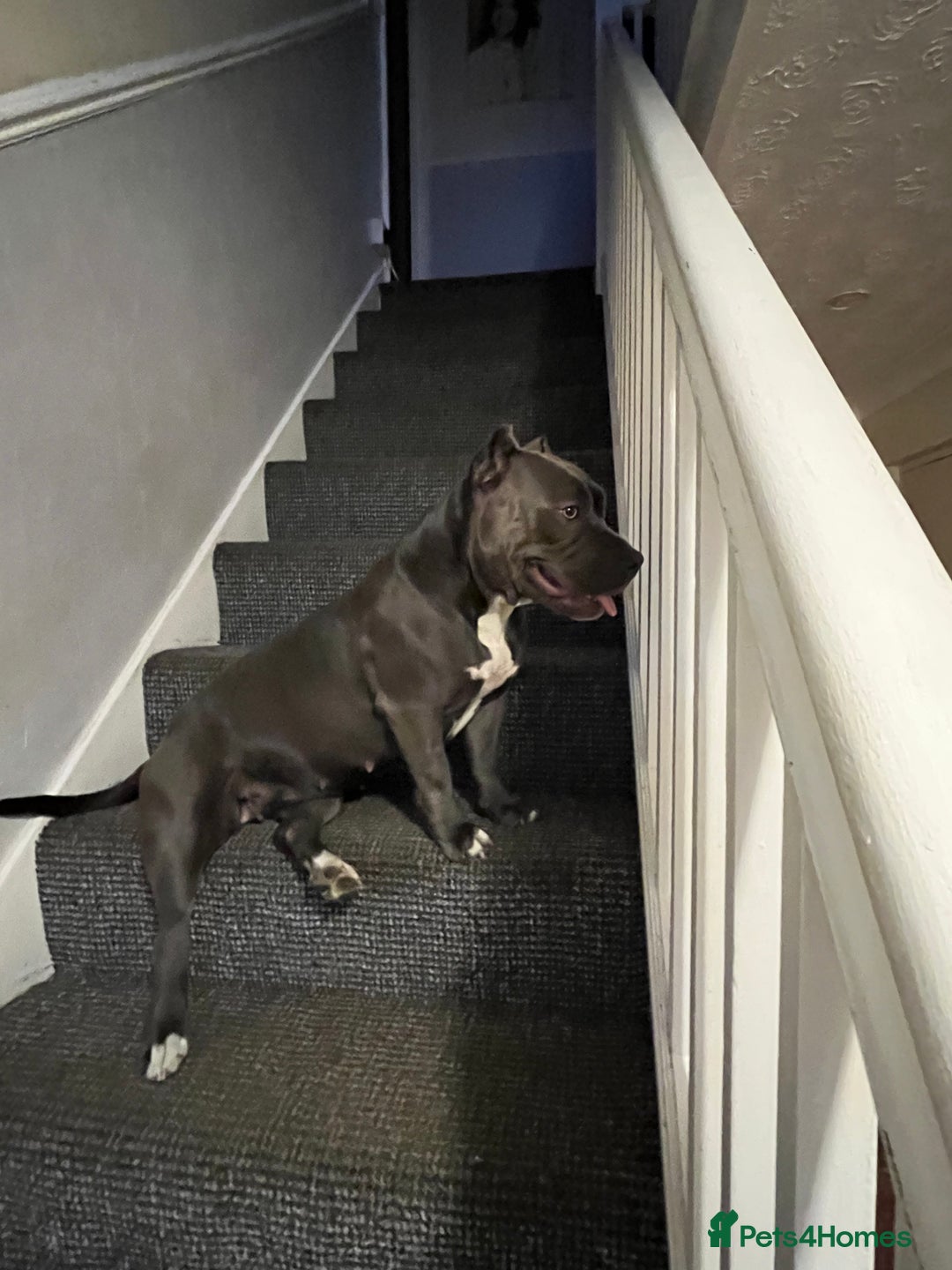 American Bully dogs for sale: Pocket bullies puppies for sale - Image 15