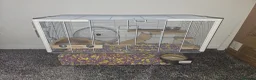 Gerbil rodents for sale: 2 female gerbils and cage in Spennymoor - Advert 6