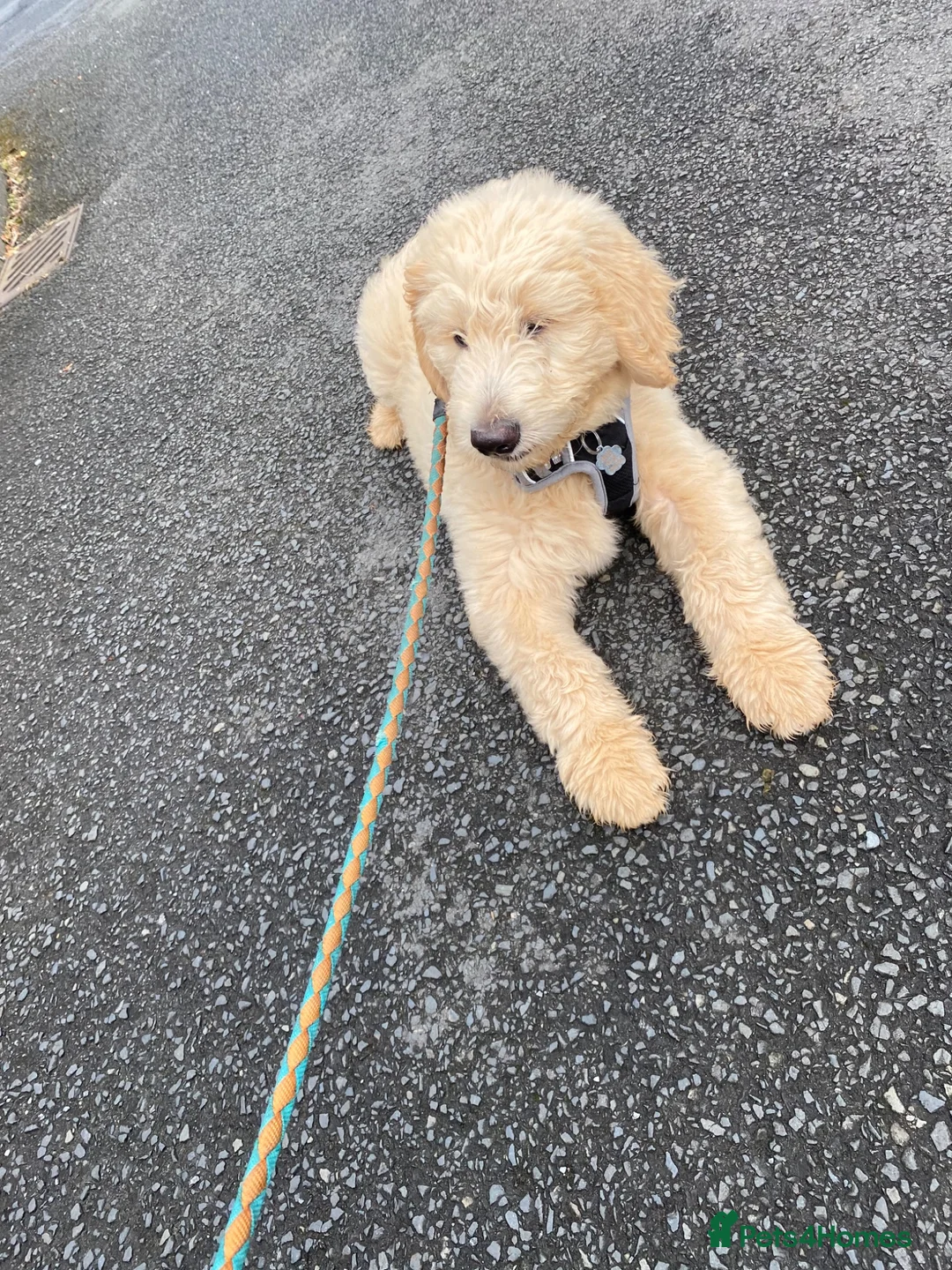Goldendoodle dogs for stud: Goldendoodle for Stud - Advert 34