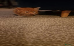 Mixed Breed cats for sale: Only one beautiful kitten remaining! - Image 11