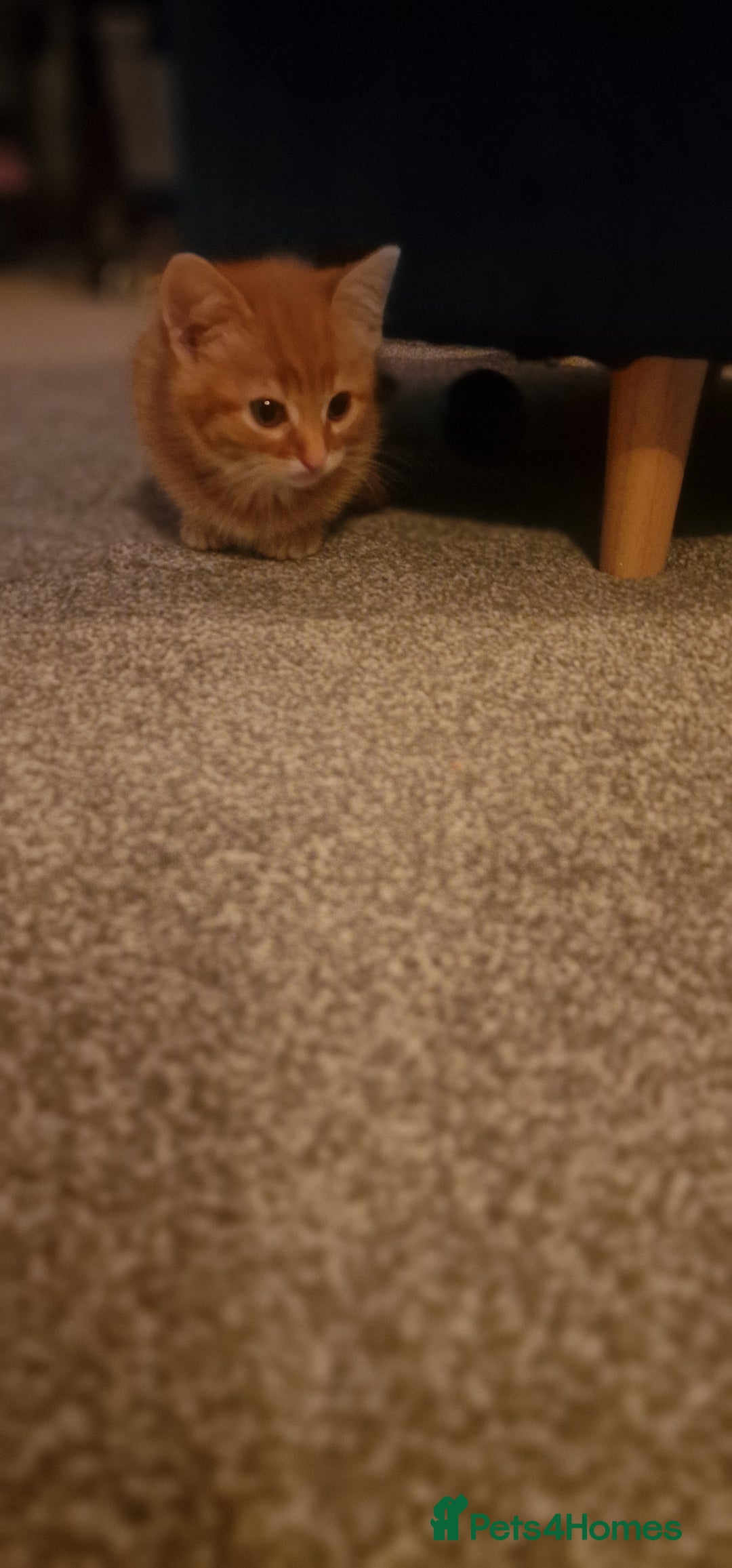Mixed Breed cats for sale: Only one beautiful kitten remaining! - Image 11