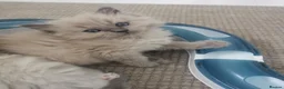 Ragdoll cats for sale: Traditional & Cherubim Ragdoll Kittens -  TICA - Advert 12