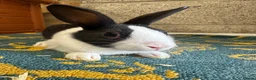 Dutch rabbits for sale: Beautiful Dutch Rabbits For Sale - Advert 12
