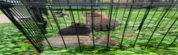 Netherland Dwarf rabbits for sale: LAST 1 LEFT - Gorgeous Netherland Dwarf - Advert 10