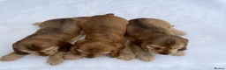 Cocker Spaniel dogs for sale: KC HEALTH TESTED show type cocker ⭐️  in Llanybydder - Advert 7