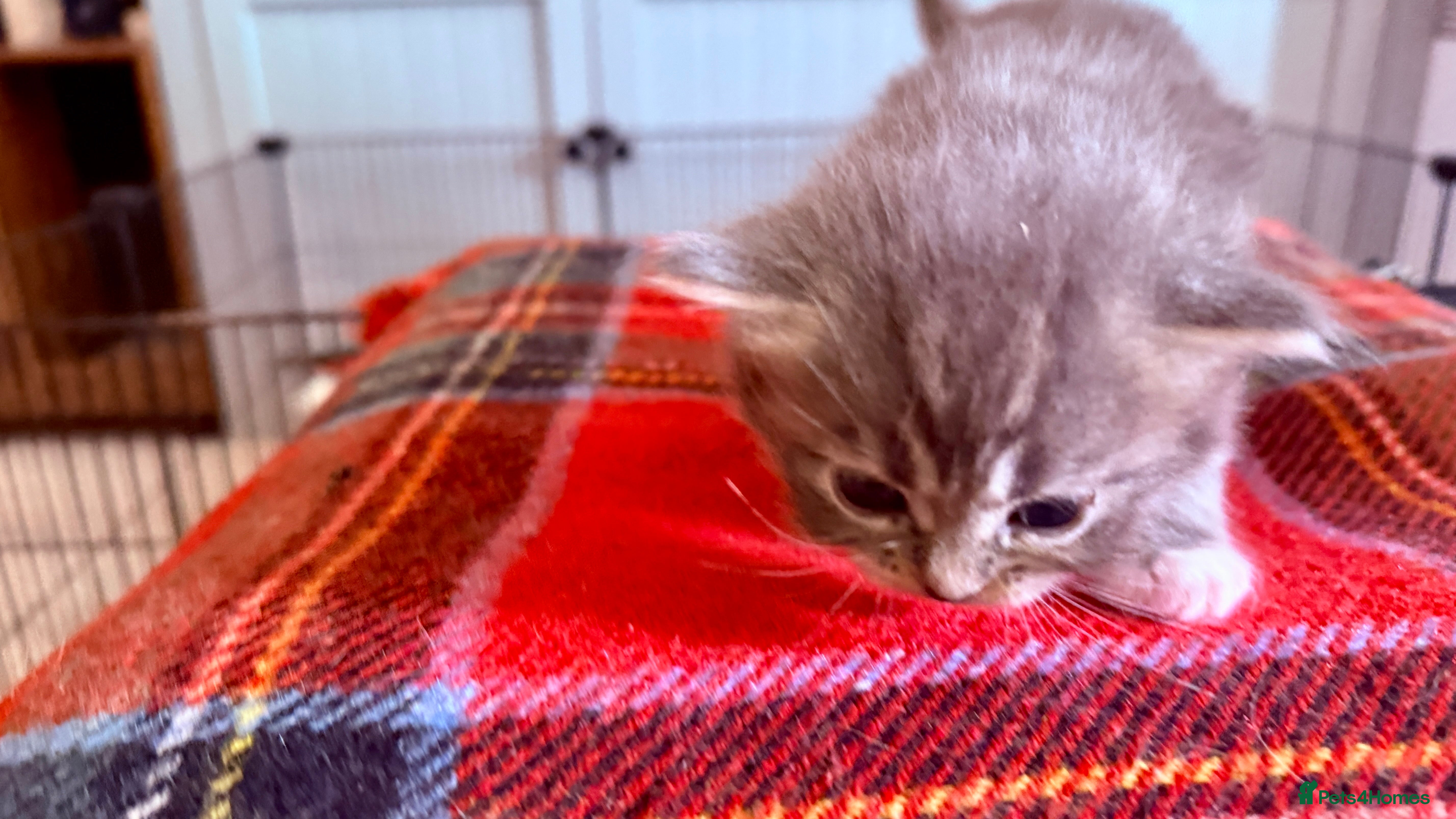 Ragcoon cats for sale: Gorgeous, fluffy litter of 6 RagCoon Kittens - Advert 24
