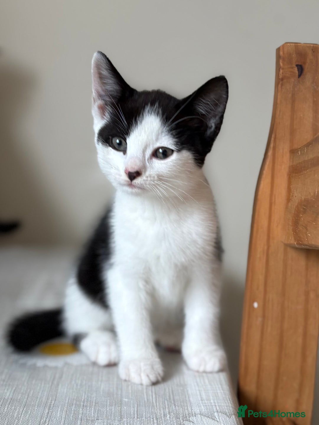 Mixed Breed cats for sale: 2 adorable male kittens for sale 🩵 - Image 9