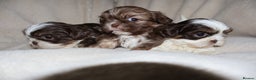 Shih Tzu dogs for sale: ✨CHOC DOBBIE IMPERIALS CARRYING BLUE✨ - Advert 8