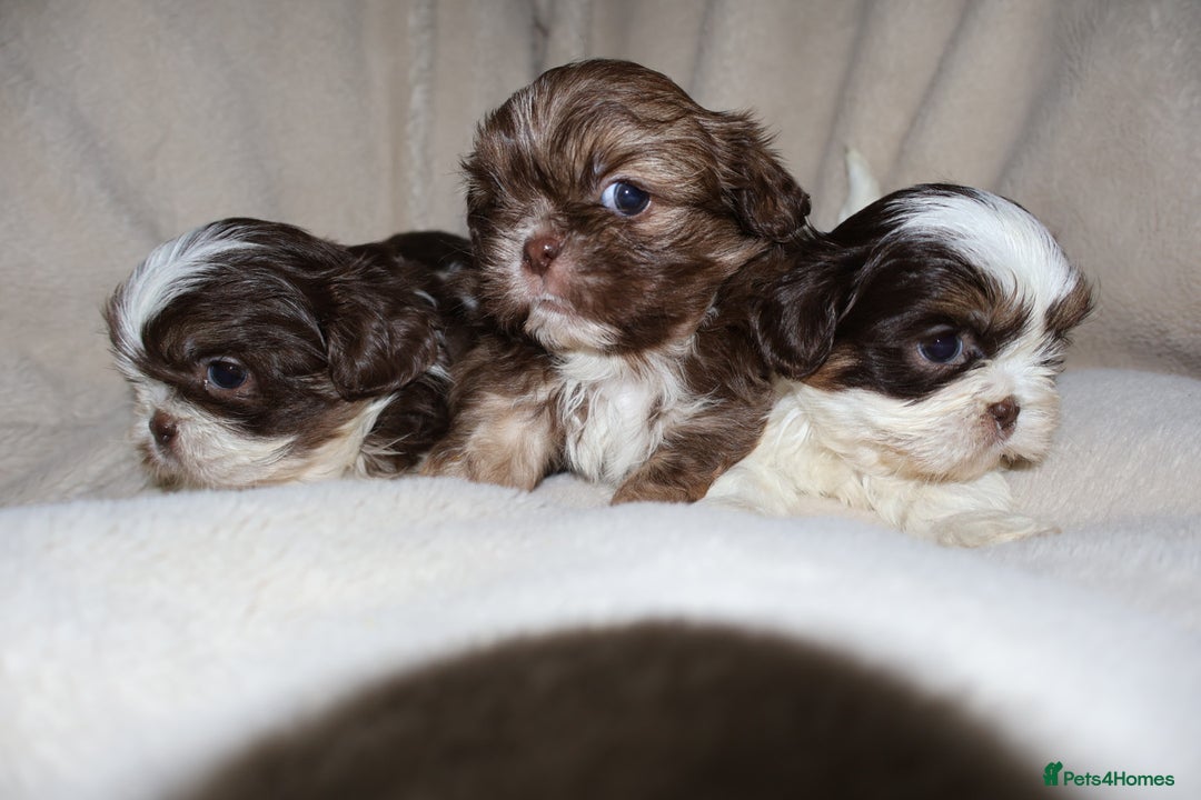 Shih Tzu dogs for sale: ✨CHOC DOBBIE IMPERIALS CARRYING BLUE✨ - Advert 8