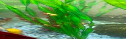 Snails fish for sale: Golden apple snails - Advert 3