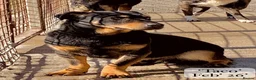Mixed Breed dogs for adoption: Taco, 10-12 months old. Is reserved 🎉🎉 - Advert 14