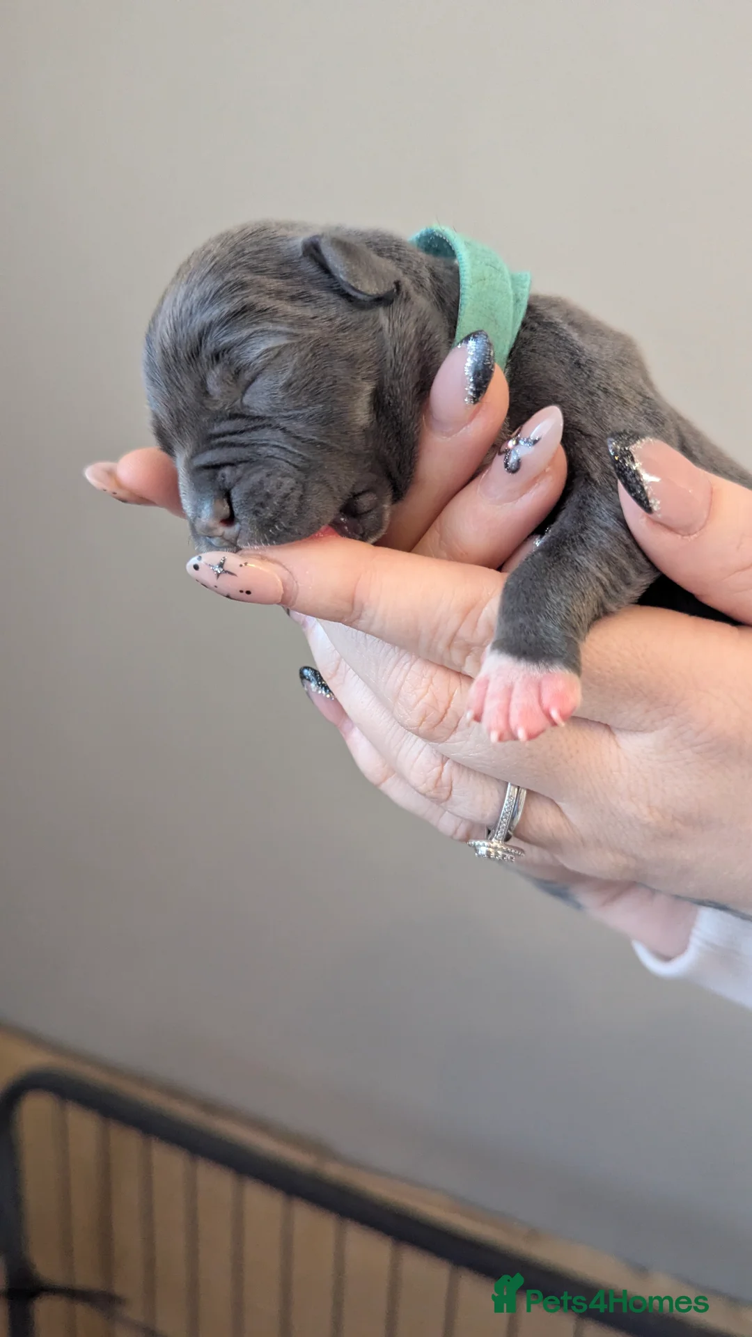 Staffordshire Bull Terrier dogs for sale: Beautiful KC reg Staffordshire bull terriers - Advert 16