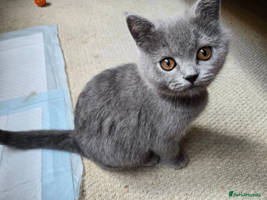 British Shorthair cats for sale: Purebred British Shorthair Kittens - 2 left! - Advert 2
