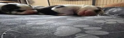 Siberian Husky dogs for sale: SIBERIAN HUSKY PUPS, 4 GIRLS, 1 BOY  - Advert 24