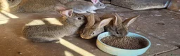 Continental Giant rabbits for sale: Continental giant male and babies  - Advert 6