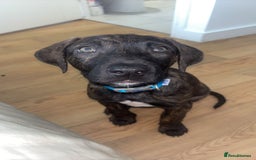 Mixed Breed dogs for sale: Male puppy ready for rehoming  - Image 1