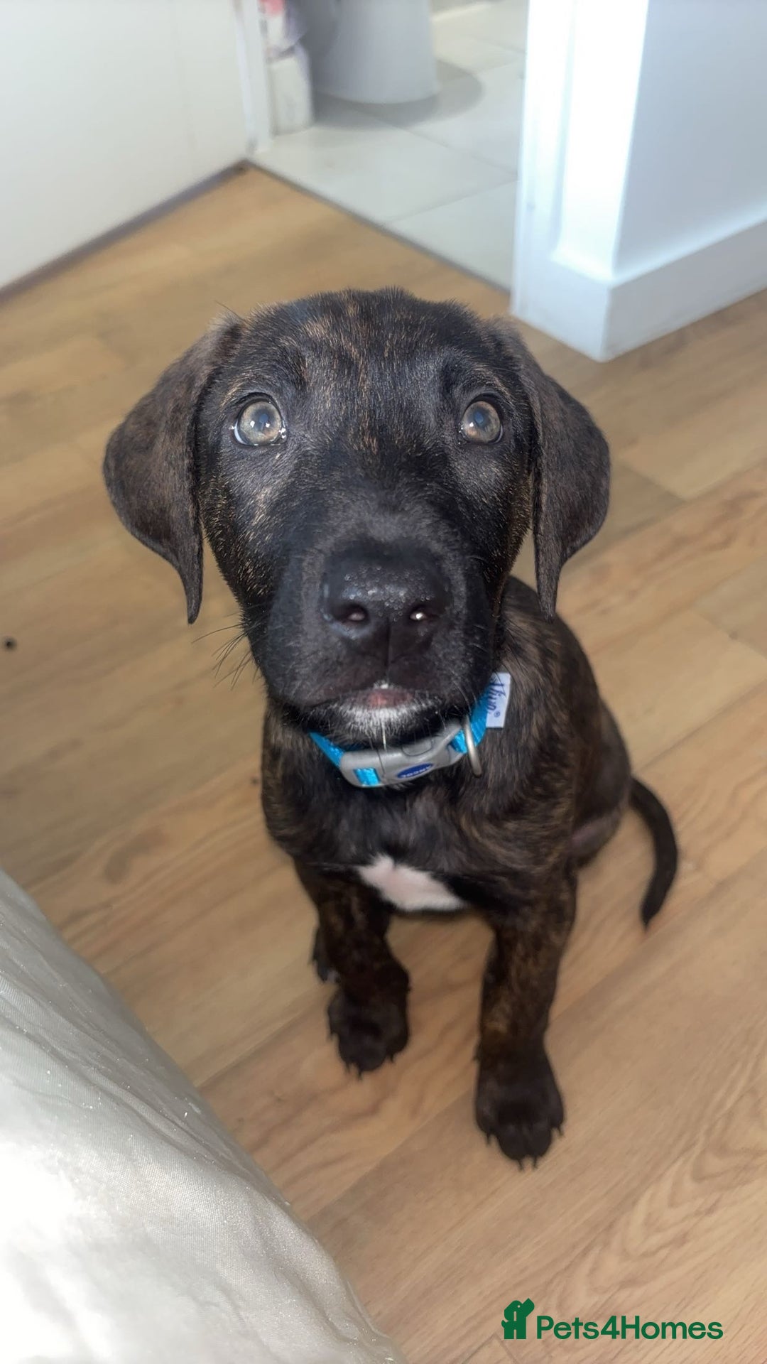 Mixed Breed dogs for sale: Male puppy ready for rehoming  - Image 1