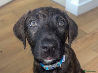 Mixed Breed dogs for sale - Advert 1