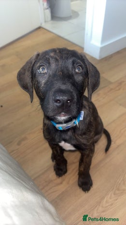 Mixed Breed dogs - Advert 1