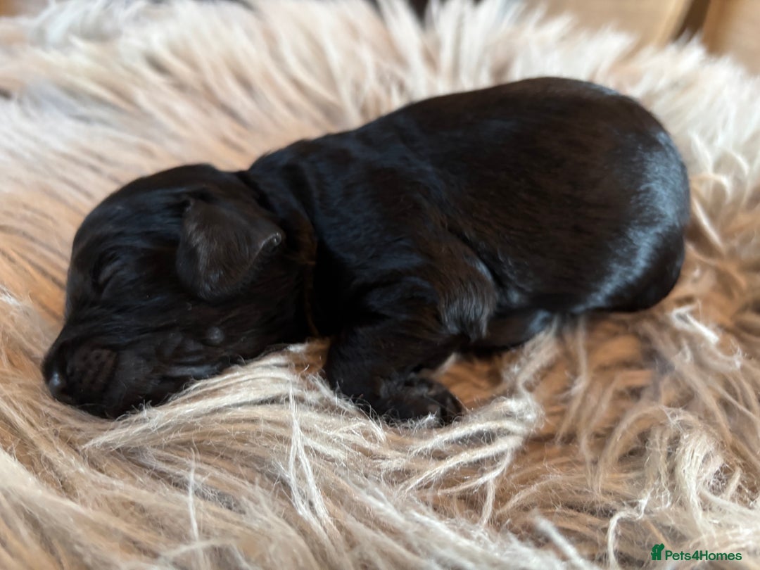 Cockapoo dogs for sale: 5 Chunky Miniature Cockapoos - Image 12