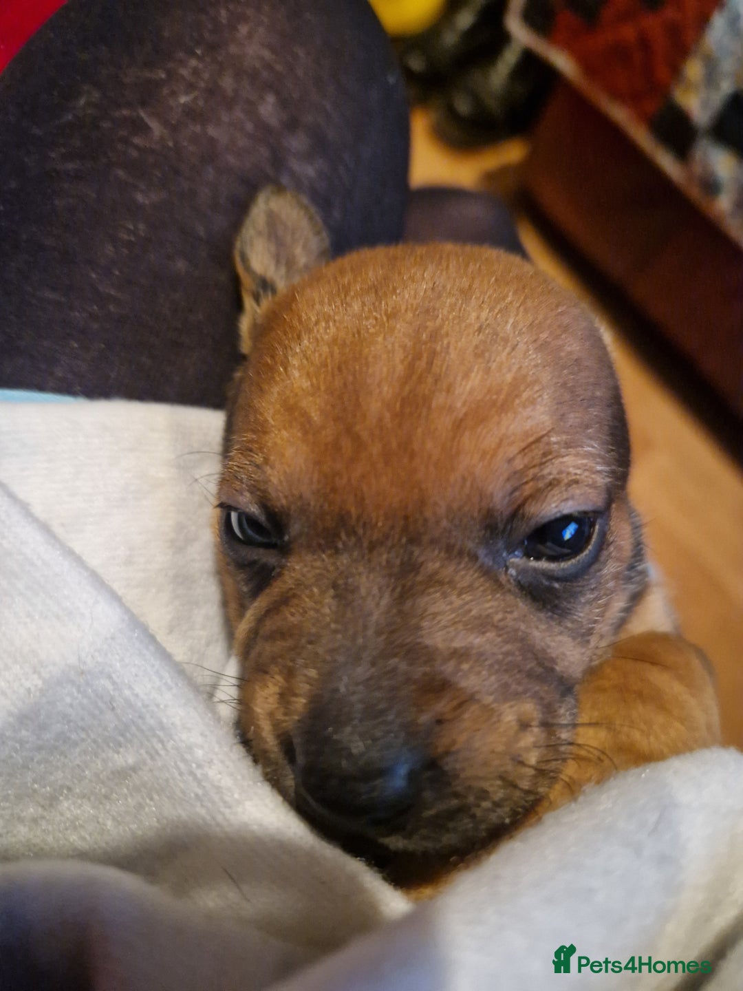 Mixed Breed dogs for sale: Staffy X Miniature Dachsund Puppies - Advert 18