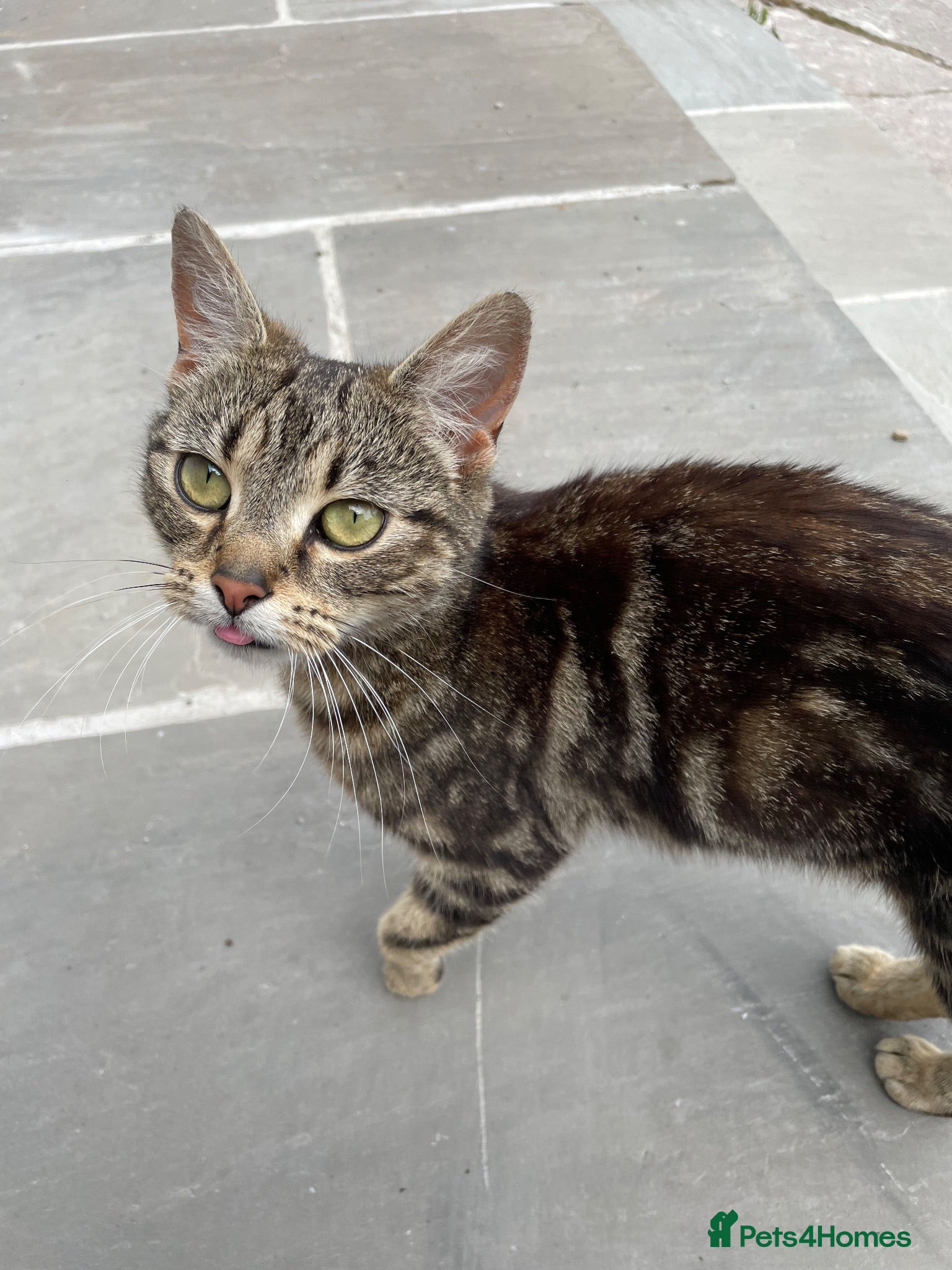 Mixed Breed cats Beautiful stray cat up for adoption  - Advert 1