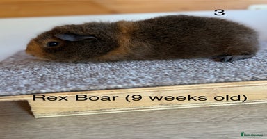 Guinea Pig rodents - Advert 2