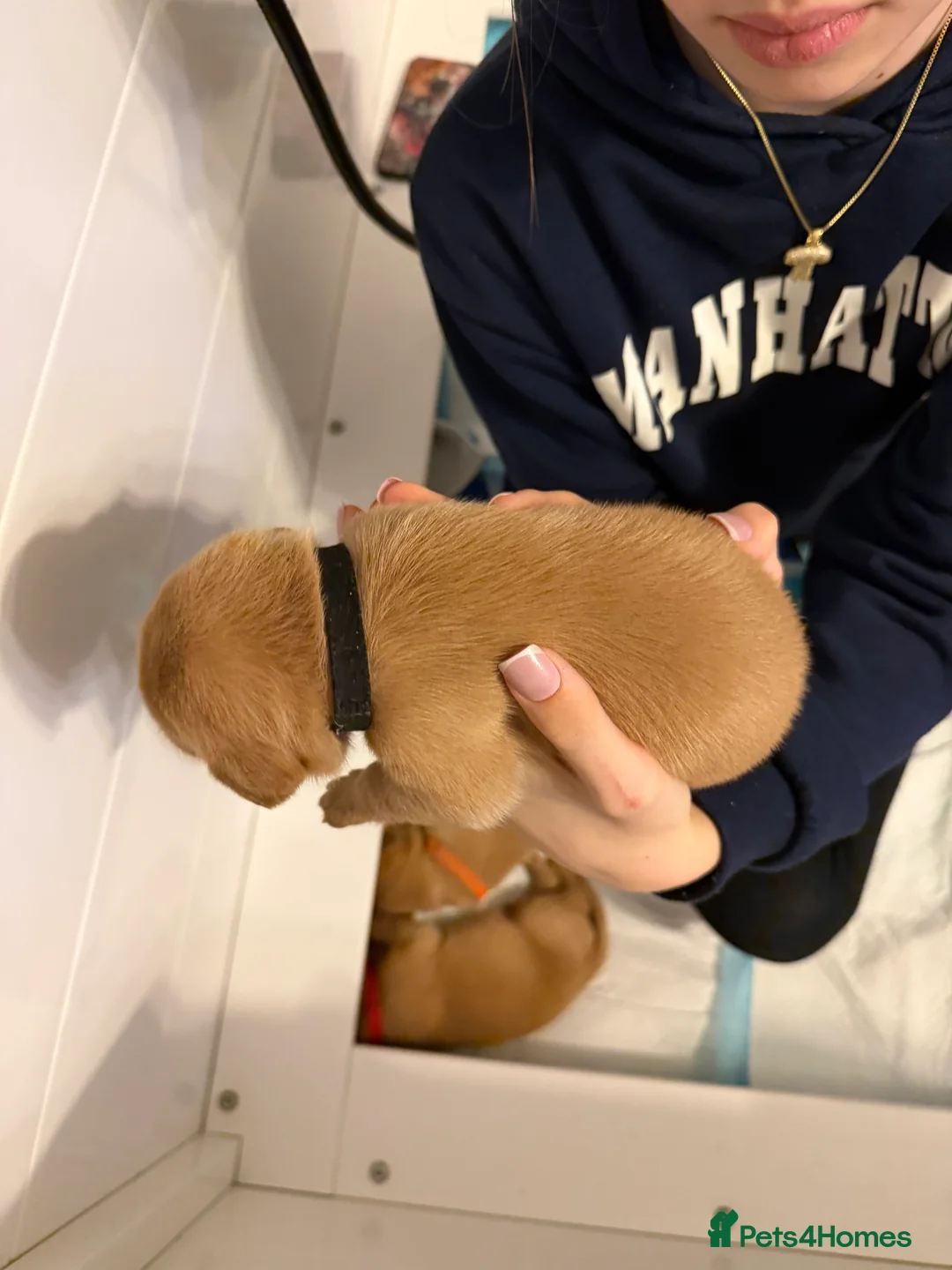 Labrador Retriever dogs for sale: KC Fox Red Labrador Pups FTCH Sire - Health Tested - Advert 35
