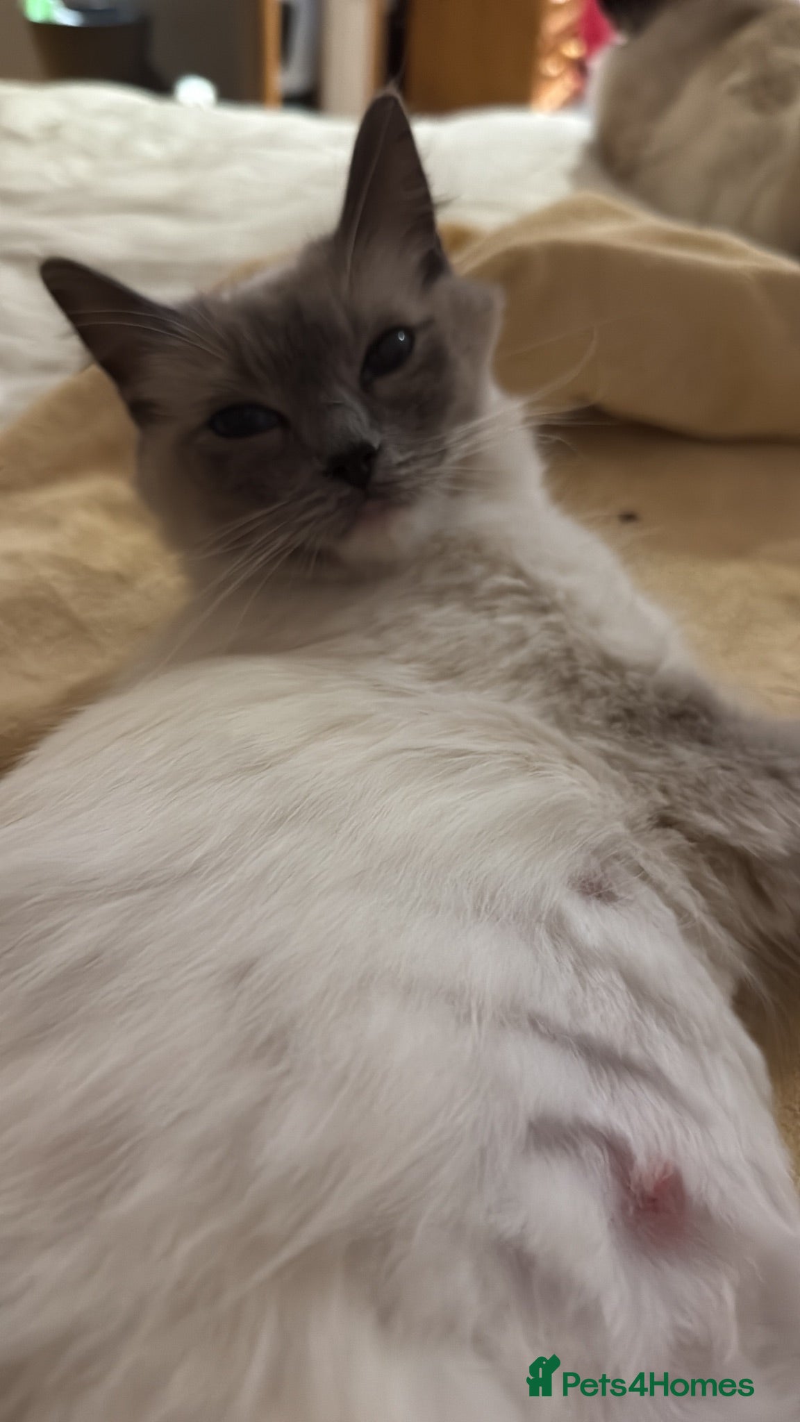 Ragdoll cats Chunky Ragdoll Kittens  - Advert 3