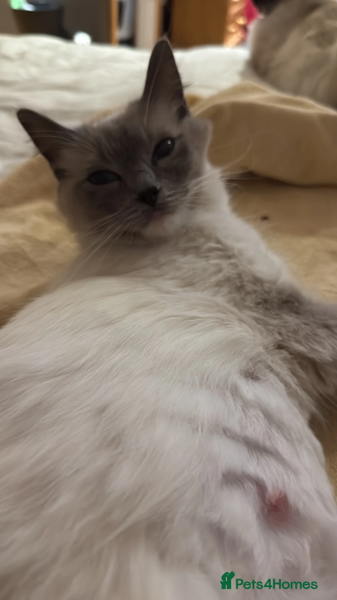 Ragdoll cats for sale: Chunky Ragdoll Kittens  - Advert 1