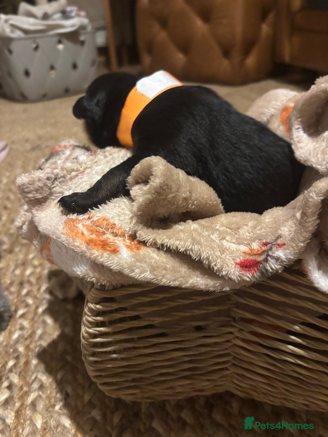 Rottweiler dogs for sale: *** Pedigree Rottweiler puppies*** - Advert 14