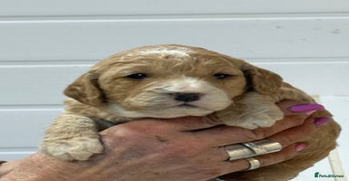 Cockapoo dogs Stunning F1B Cockapoos  - Advert 3