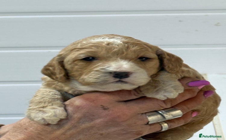 Cockapoo dogs Stunning F1B Cockapoos  - Advert 7