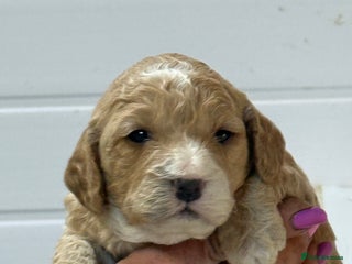 Cockapoo dogs Stunning F1B Cockapoos - Advert 4