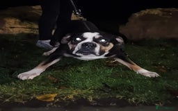 Alapaha Blue Blood Bulldog dogs for sale: IABBR. Health tested. Top lines.  - Advert 25