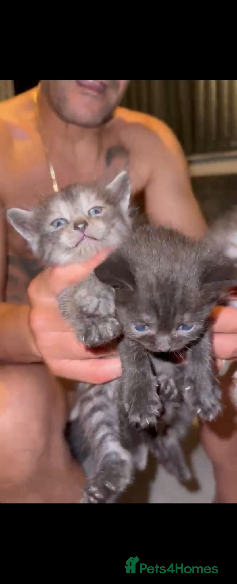 British Shorthair cats Beautiful British short hair kittens. - Advert 13