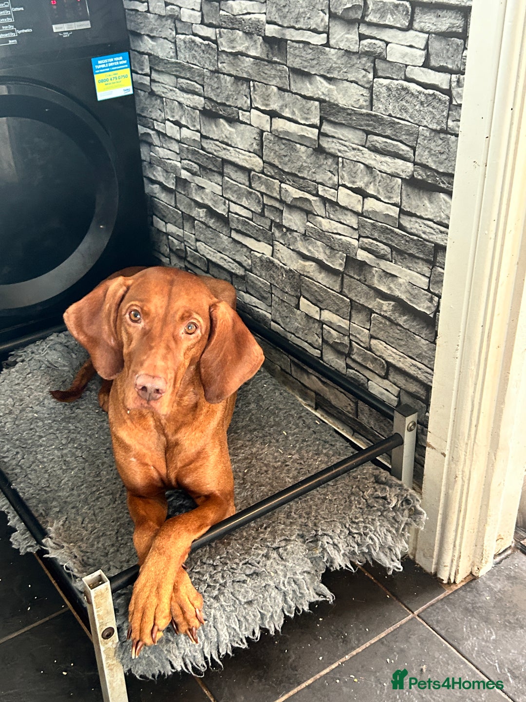 Hungarian Vizsla dogs for sale: Amazing KC reg Hungarian vizsla puppies - Image 33