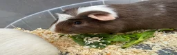 Guinea Pig rodents for sale: Guinea pigs in need of new homes!  - Advert 7