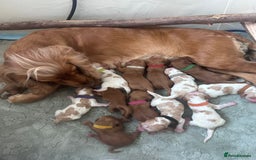 Cocker Spaniel dogs for sale: Beautiful Working Cocker Spaniels WF9 1ET  - Advert 14