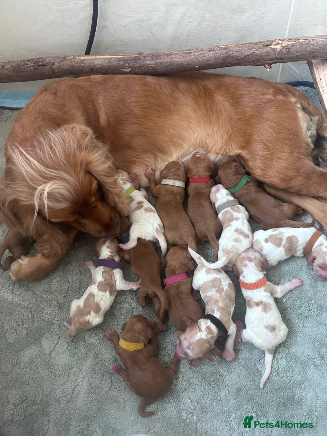 Cocker Spaniel dogs for sale: Beautiful Working Cocker Spaniels WF9 1ET  - Advert 14