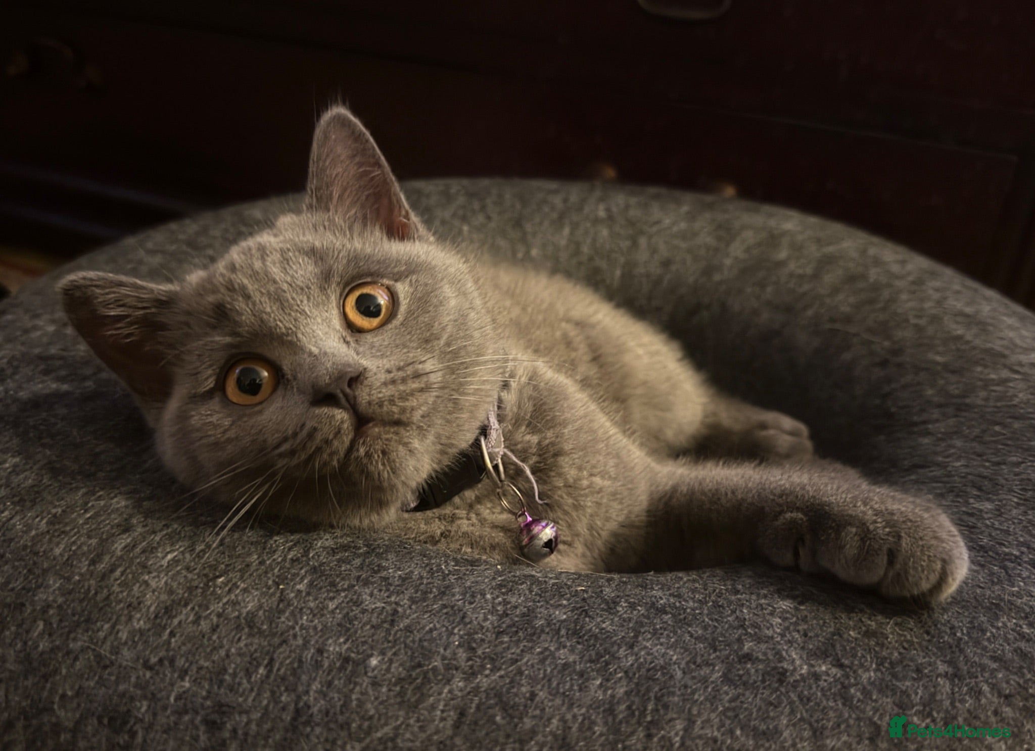 British Shorthair cats Ready to collect now! - GCCF BSH kittens!  - Advert 2