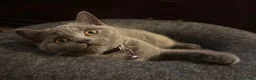 British Shorthair cats for sale: GCCF British shorthair kittens!Ready to collect! - Advert 11