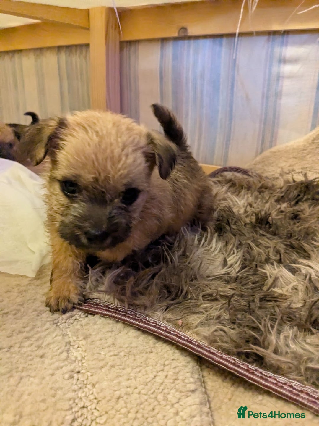 Mixed Breed dogs for sale: Norfolk terrier cross cairn terrier  - Image 3