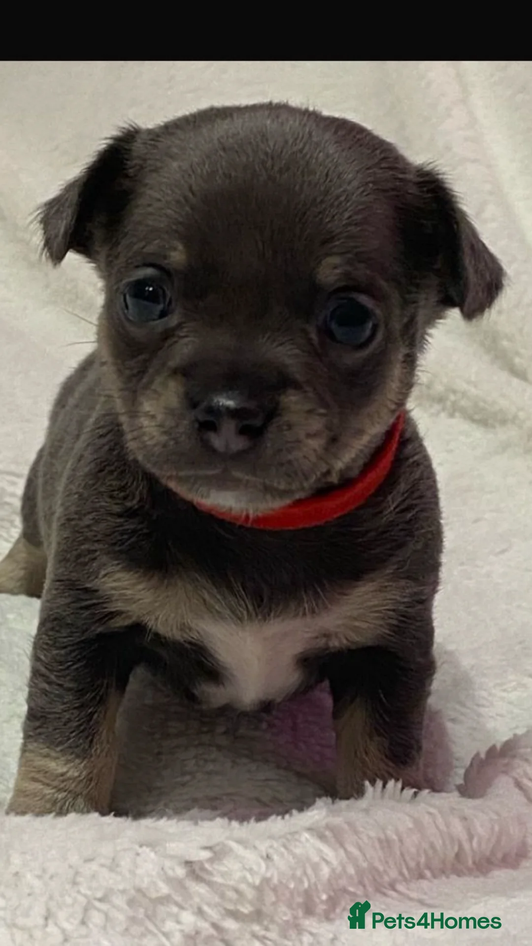 Chiweenie dogs for sale: Chiwawa / dash puppy’s  - Advert 1