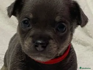 Chiweenie dogs Chiwawa / dash puppy’s - Advert 1