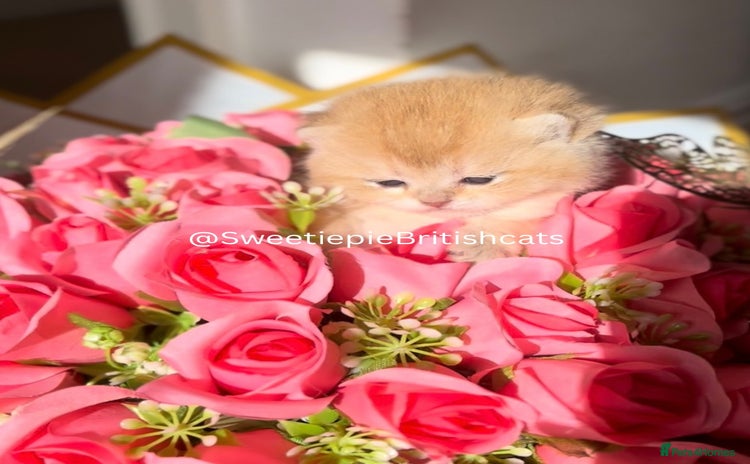 British Shorthair cats - Advert 7