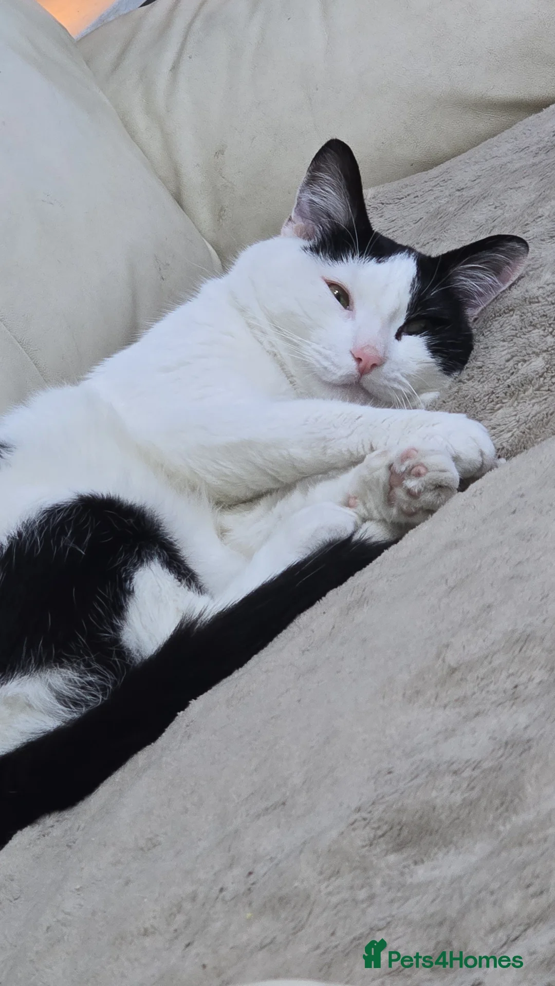 Domestic Shorthair cats for sale: Friendly 3-Year-Old Male Cat – Tom in Manchester - Advert 2